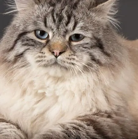 Chatterie de l'aubonnière Rives de l'Yon, Chatterie de l'aubonnière La Roche-sur-Yon, Chatterie de l'aubonnière Vendée (85)