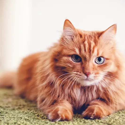 Garde de son chat Rives de l'Yon, Garde de son chat La Roche-sur-Yon, Garde de son chat Vendée (85) 