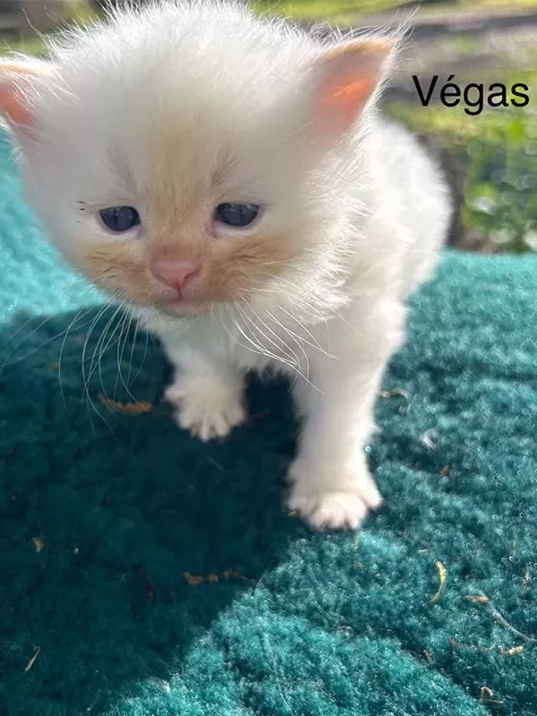 Chaton sibérien