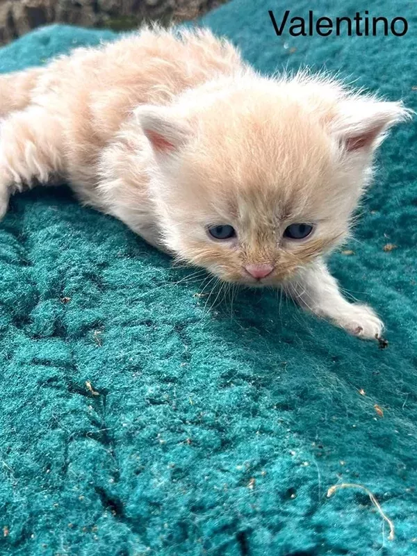 Chaton sibérien