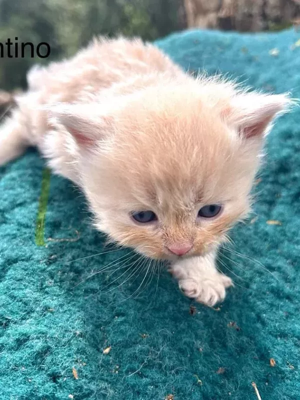 Chaton sibérien