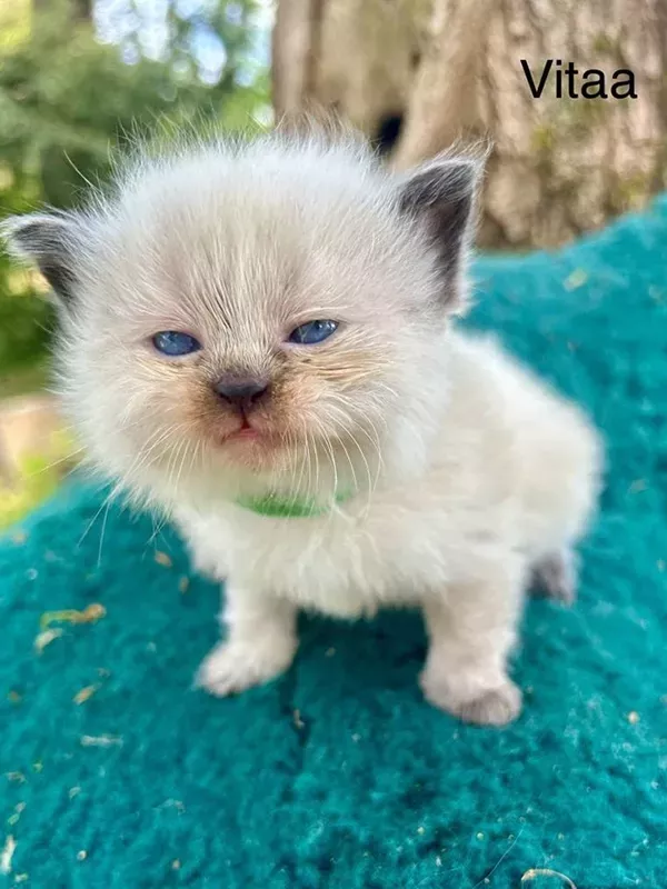 Chaton sibérien