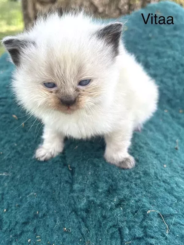 Chaton sibérien