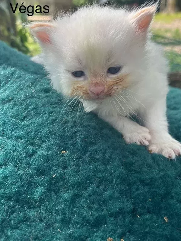 Chaton sibérien