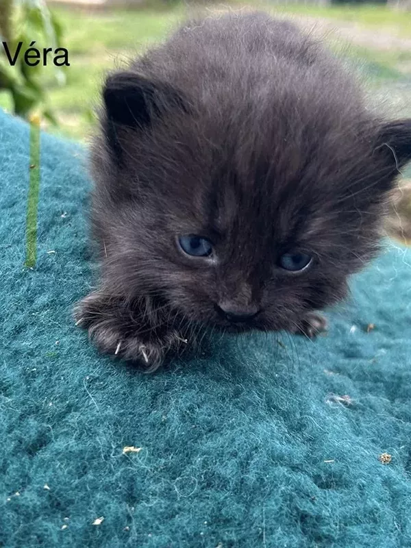 Chaton sibérien