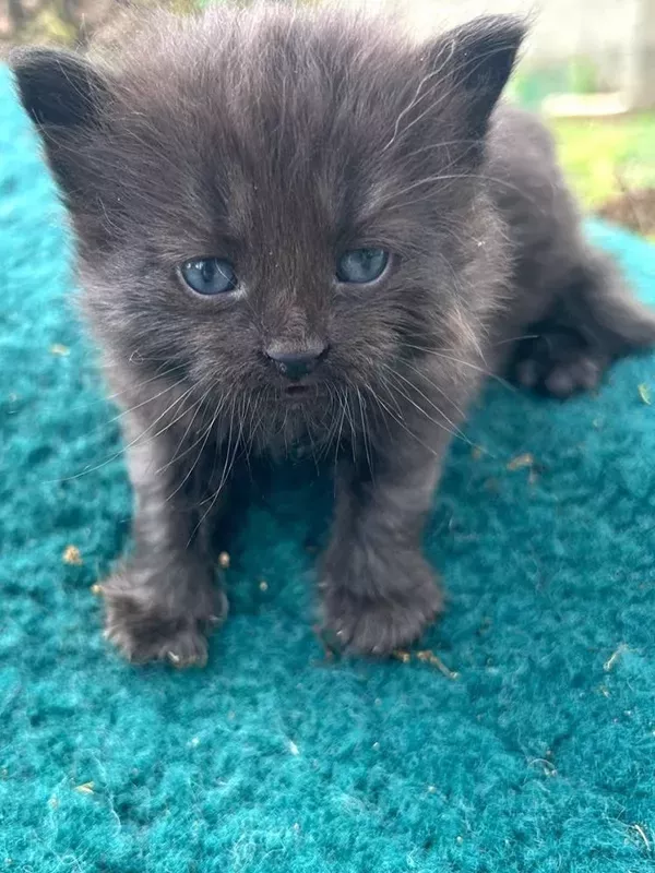 Chaton sibérien