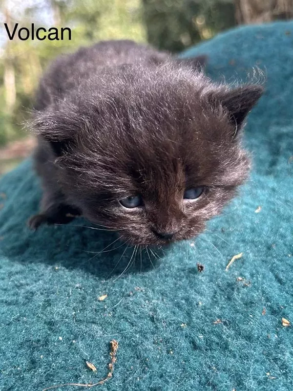 Chaton sibérien