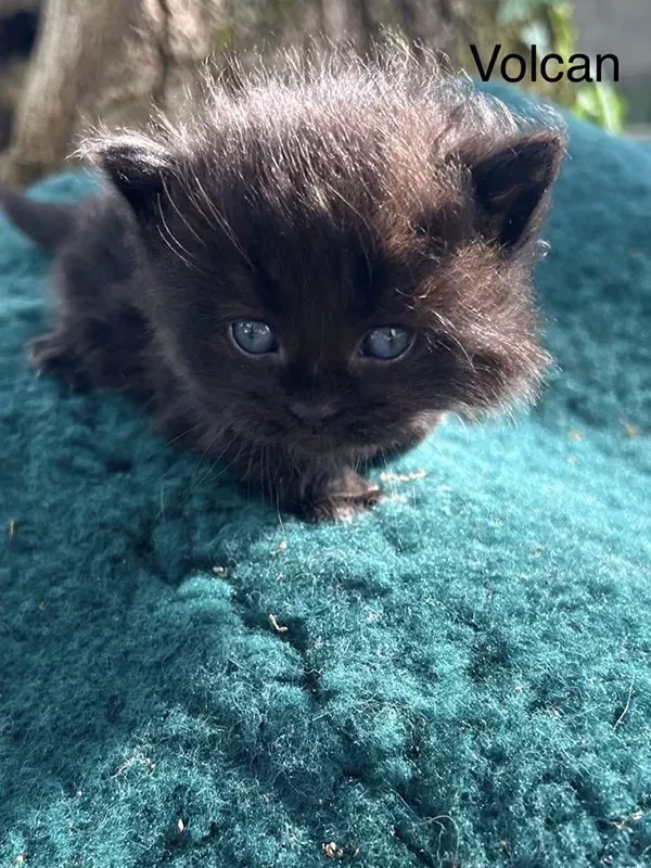 Chaton sibérien