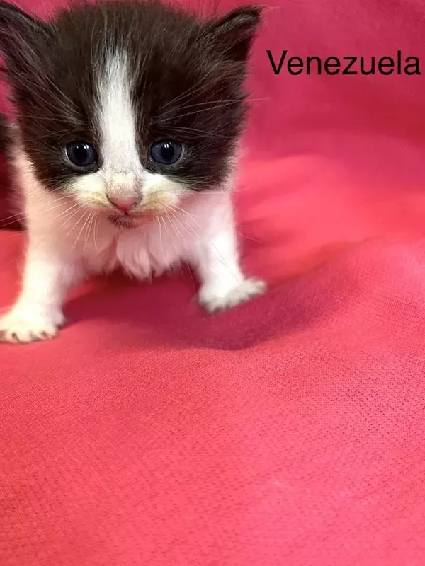 Chaton sibérien LOOF (2)