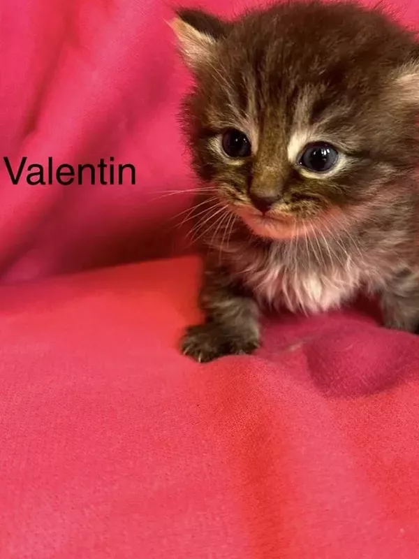 Chaton sibérien LOOF (2)