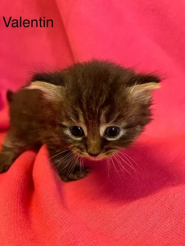 Chaton sibérien LOOF (2)