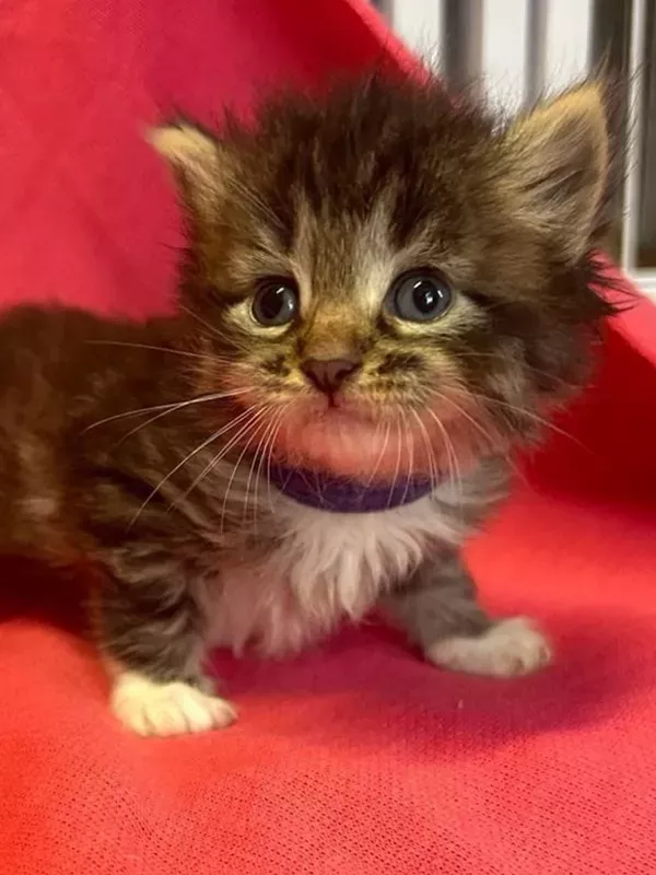 Chaton sibérien LOOF (2)