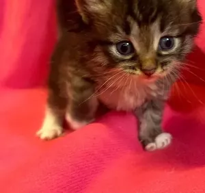 Chaton sibérien LOOF