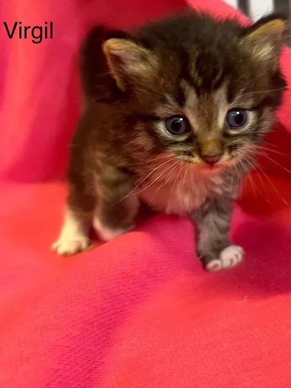 Chaton sibérien LOOF