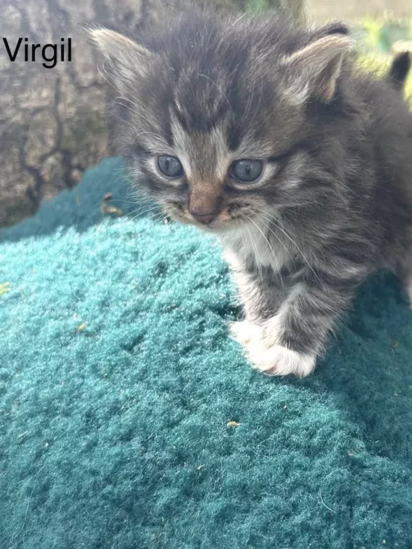 Chaton sibérien LOOF