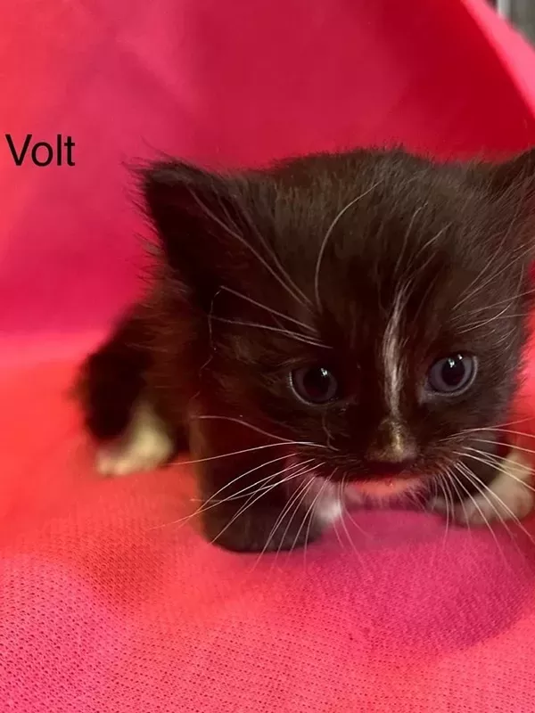 Chaton sibérien LOOF