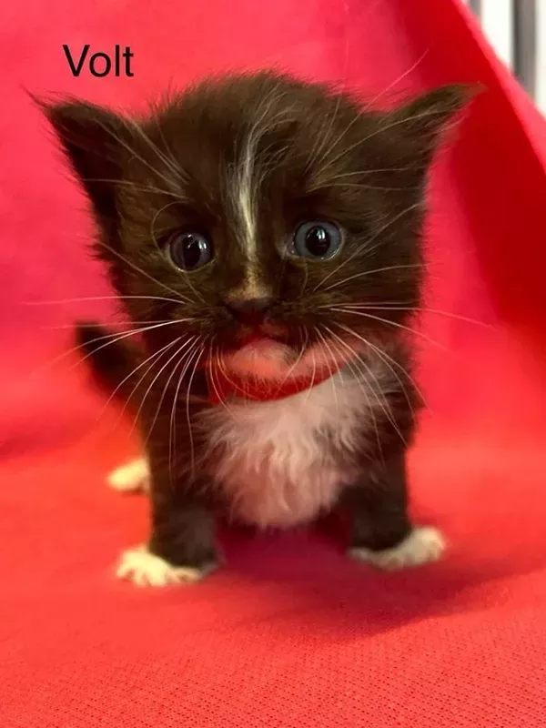 Chaton sibérien LOOF