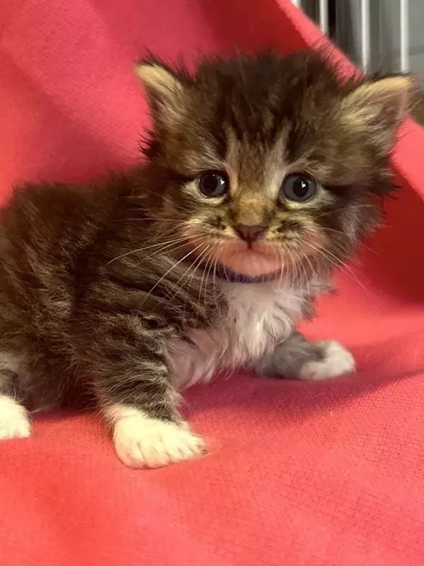 Chaton sibérien LOOF