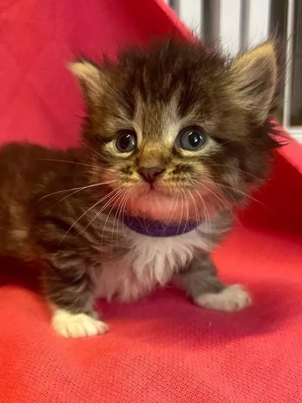 Chaton sibérien LOOF