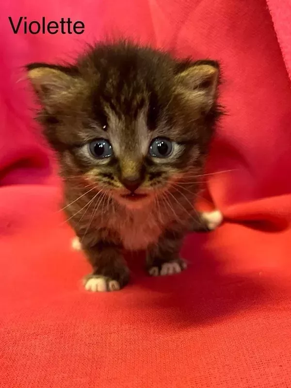 Chaton sibérien LOOF