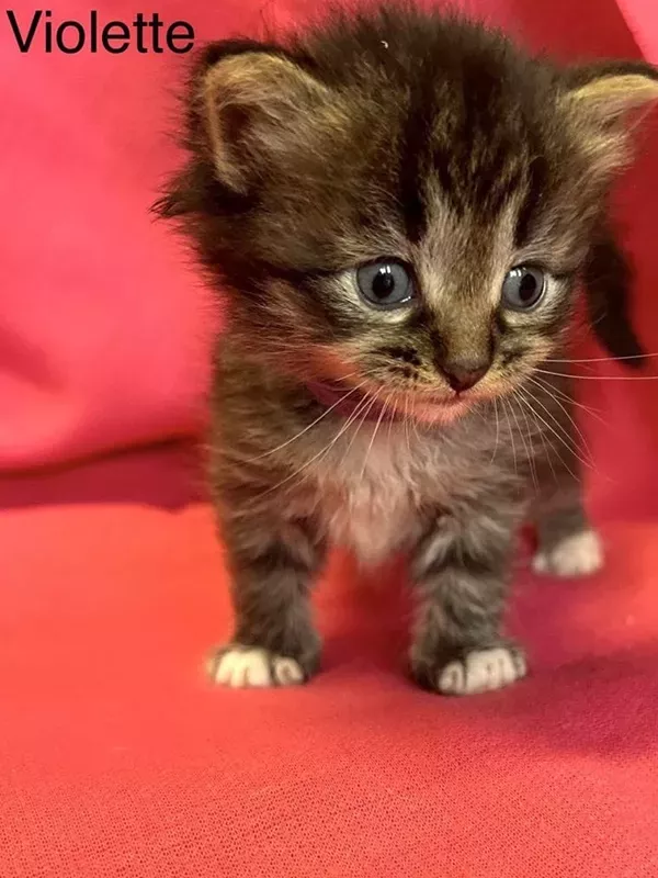 Chaton sibérien LOOF