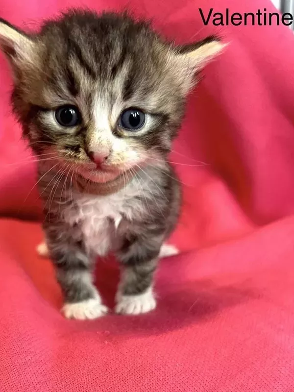 Chaton sibérien LOOF