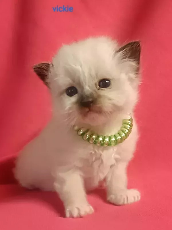 Chaton sacré de Birmanie LOOF