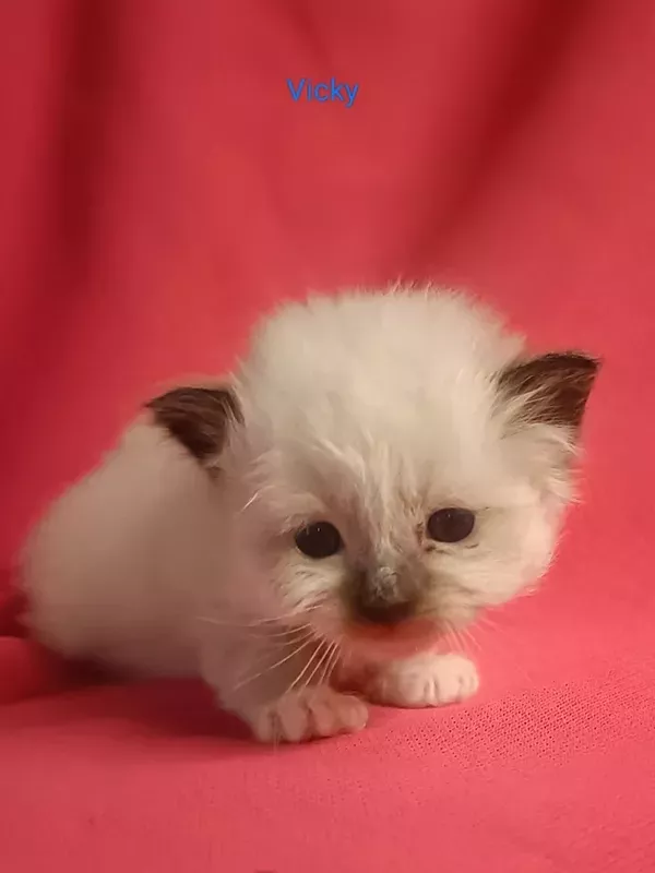 Chaton sacré de Birmanie LOOF