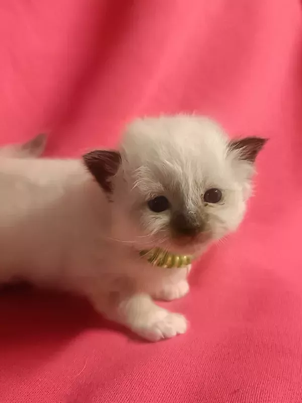 Chaton sacré de Birmanie LOOF