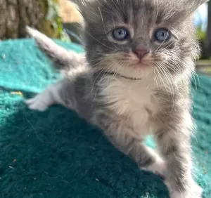 Chaton sibérien LOOF (3)