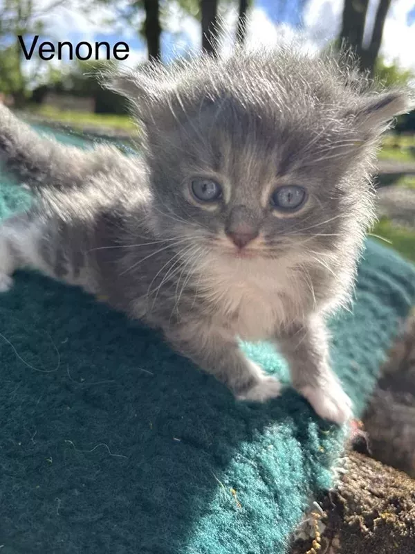 Chaton sibérien LOOF (3)