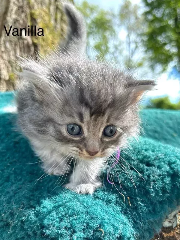 Chaton sibérien LOOF (3)