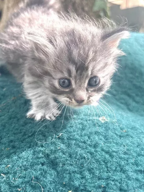 Chaton sibérien LOOF (3)