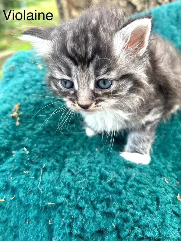 Chaton sibérien LOOF (3)