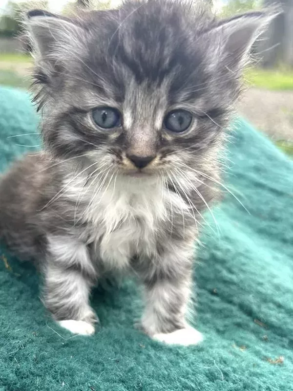 Chaton sibérien LOOF (3)