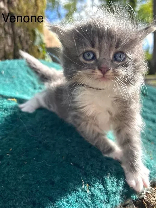 Chaton sibérien LOOF (3)